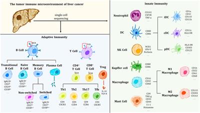 Advances in single-cell sequencing technology in the field of hepatocellular carcinoma